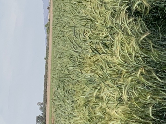 Small grain field
